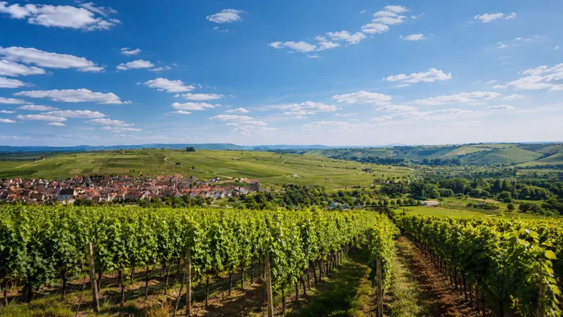 Ein Blick von der terroir-f-Aussichtsplattform auf die Mainschleife bei Volkach mit Weinbergen und Main