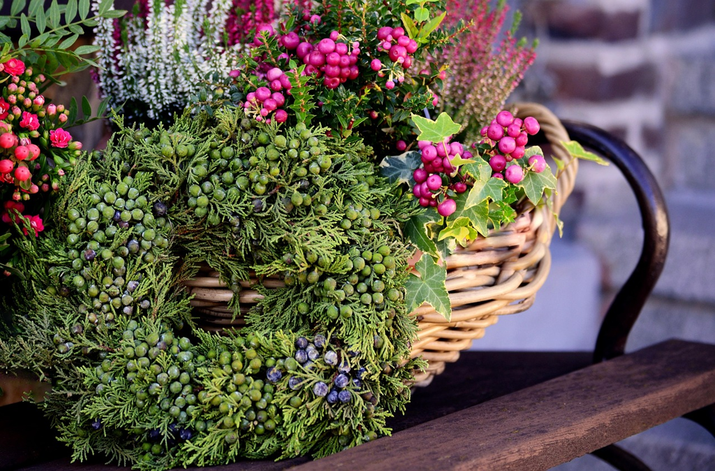 Saisonale Blütenpracht im Herbst – bunte Blumen und Stauden im Garten