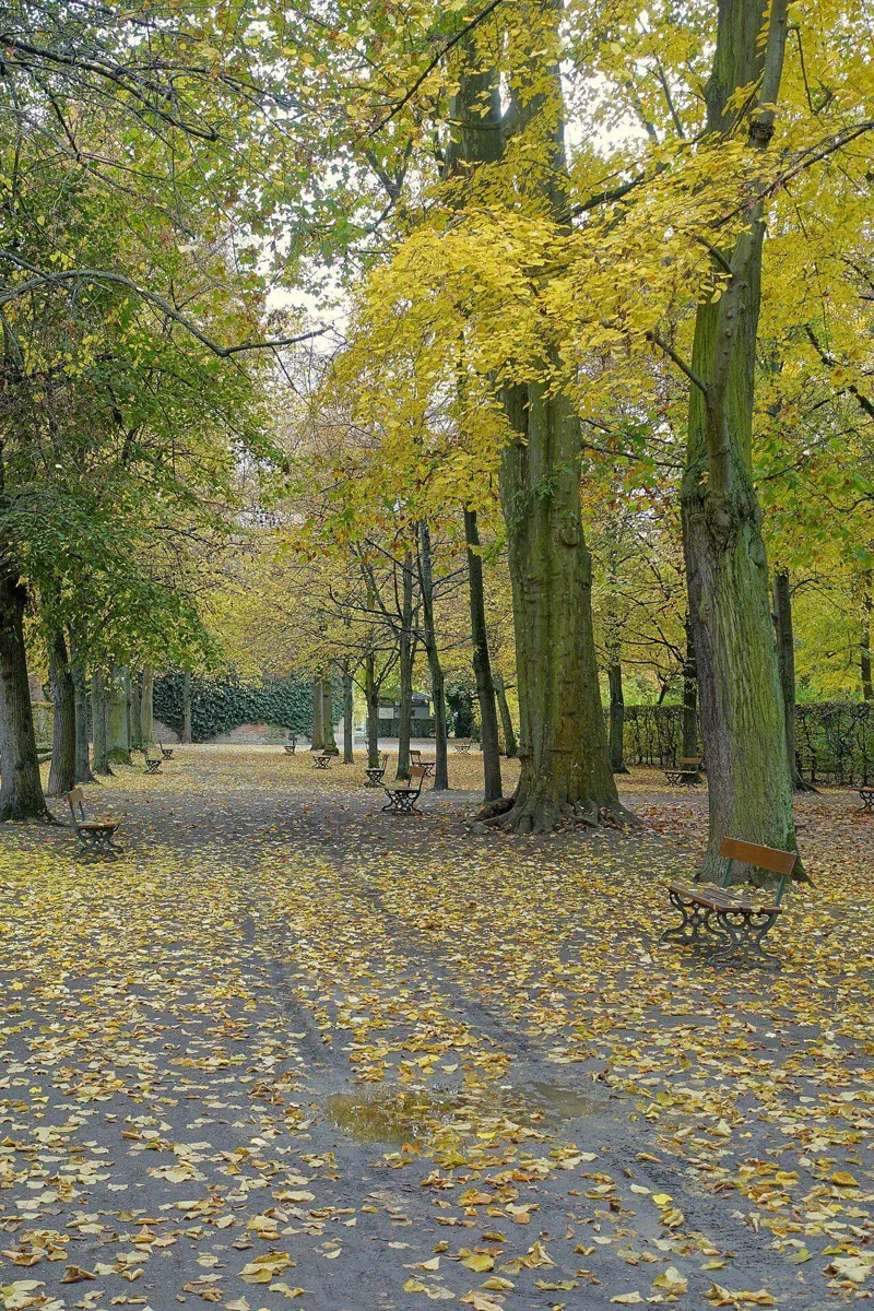 Herbstlicher Laubengang im Hofgarten der Würzburger Residenz mit gelben Blättern auf dem Weg