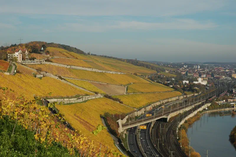 Herbstliche Rebzeilen am Würzburger Stein mit Blick über Würzburg und den Main