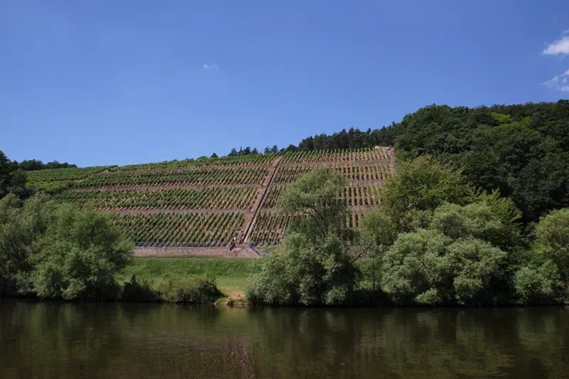 Weinberg bei Bürgstadt über dem Main in Churfranken