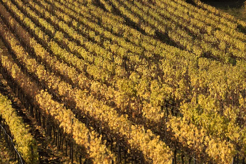 Goldene Weinberge bei Nordheim an der Volkacher Mainschleife im Herbst