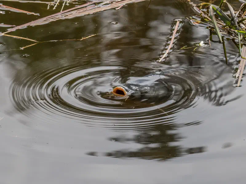Karpfen an der Wasseroberfläche im Langenbachgrund im Aischgrund