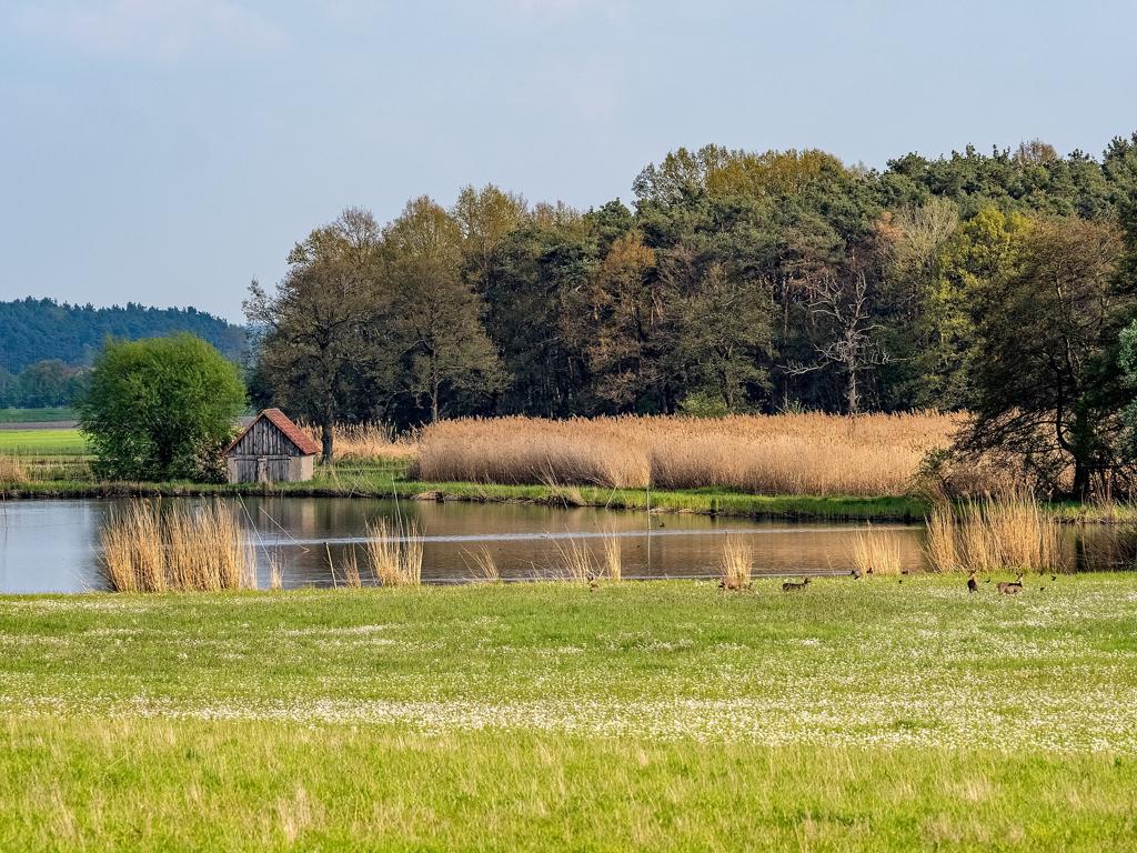 Karpfensaison Franken im Weihergebiet bei Mohrhof im Aischgrund