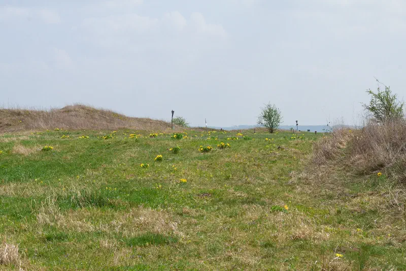 Trockenrasen und Adonisröschen am Külsheimer Gipshügel