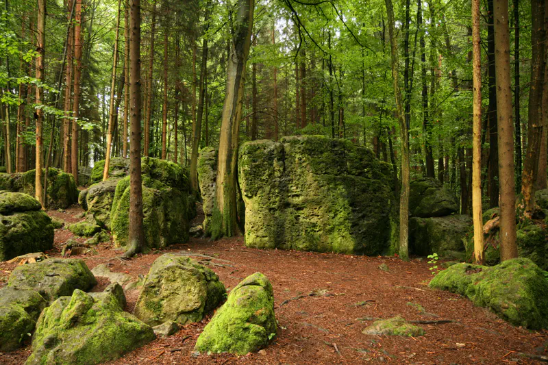 Druidenhain – moosbewachsene Felsblöcke im Wald (474R087)