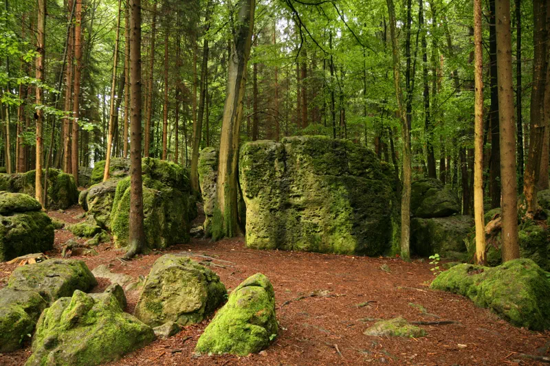 Druidenhain, moosbewachsene Felsblöcke im Wald (474R087)