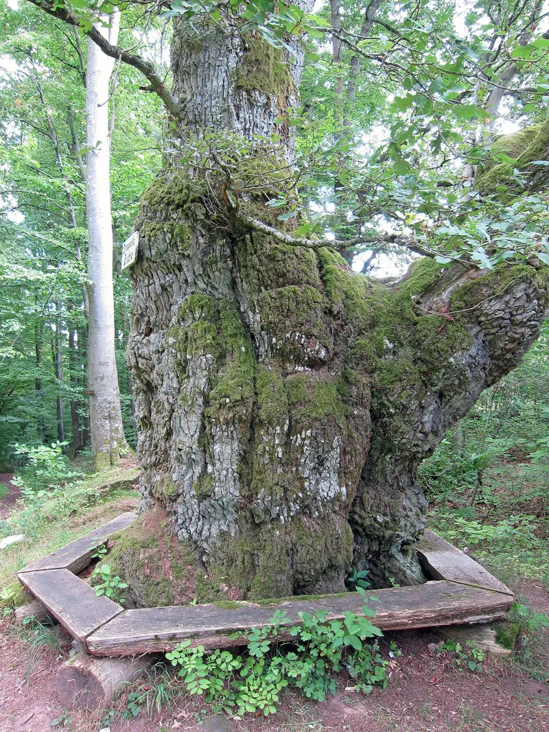 Doppelte Eiche an der Extratour Ostheimer