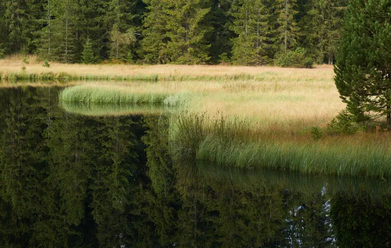 Moorvegetation und Wald am nördlichen Ufer des Fichtelsees