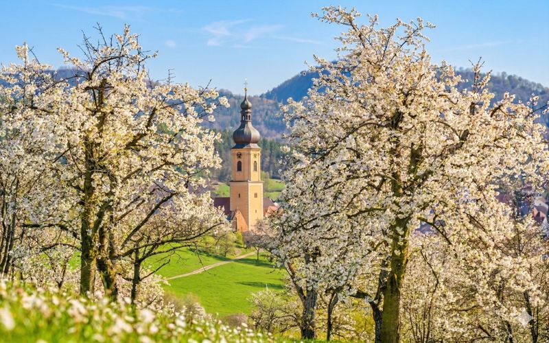 Weiße Kirschblüten in der Fränkischen Schweiz mit Blick auf das Walberla im Hintergrund