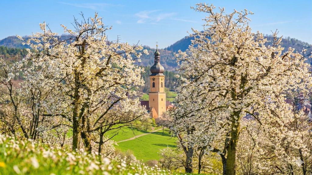 Weiße Kirschblüten in der Fränkischen Schweiz mit Blick auf das Walberla im Hintergrund