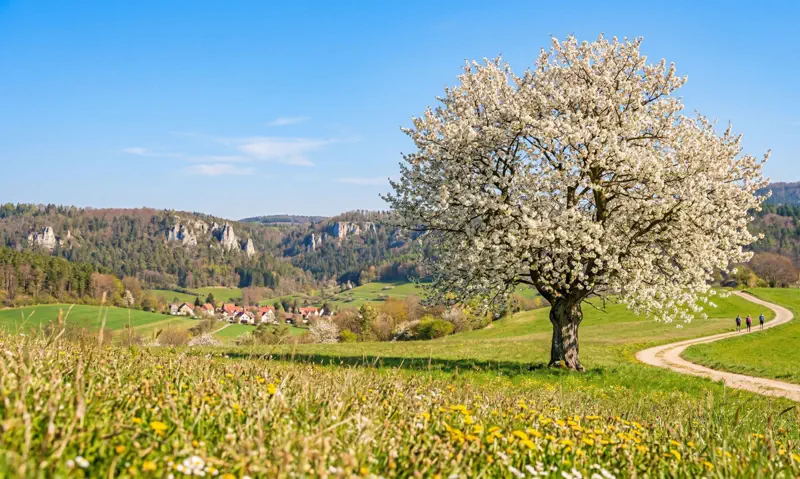 Einzelner Kirschbaum in voller Blüte in der Fränkischen Schweiz