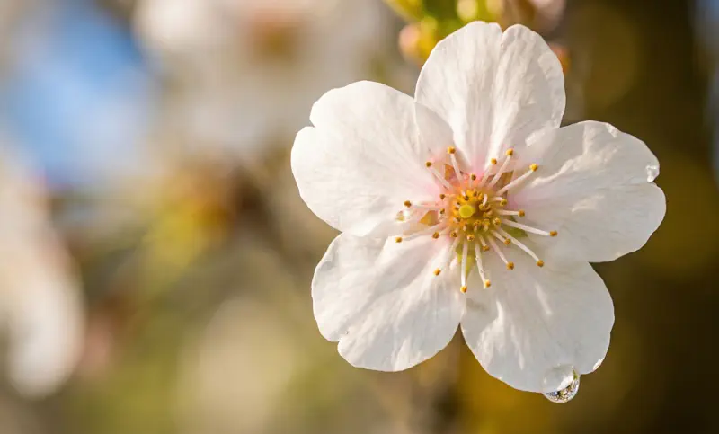 Eine Nahaufnahme von Kirschblüten in der Fränkischen Schweiz