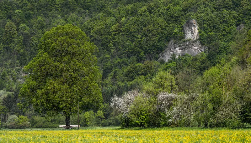 Kalkfelsen der Matterhornwand über dem Wiesenttal im Frankenjura