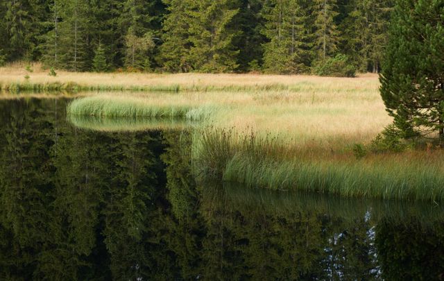 Moorvegetation und Wald am nördlichen Ufer des Fichtelsees
