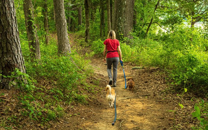 Ein glücklicher Hund sitzt vor einer malerischen Felskulisse in der Fränkischen Schweiz