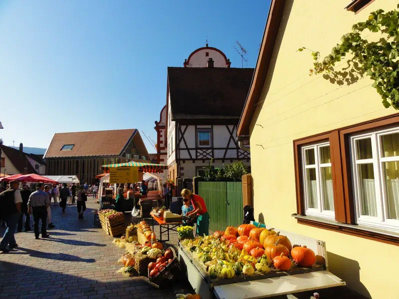 Weinberg bei Bürgstadt am Main als Herbstmotiv zum Bauernmarkt