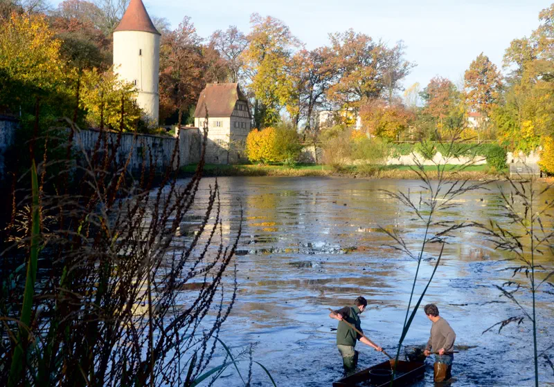 Abfischen des Rothenburger Weihers bei der Fisch-Erntewoche Dinkelsbühl