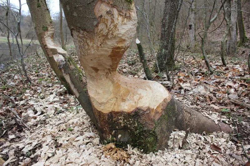 Von einem Biber angenagter Baum.