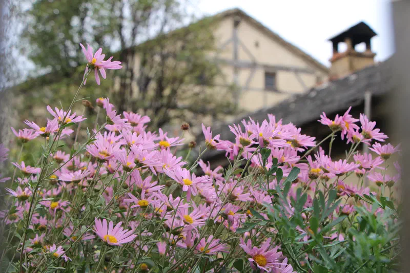 Blühende Pflanzen vor dem historischen Bauernhaus aus Gungolding im Freilandmuseum Bad Windsheim