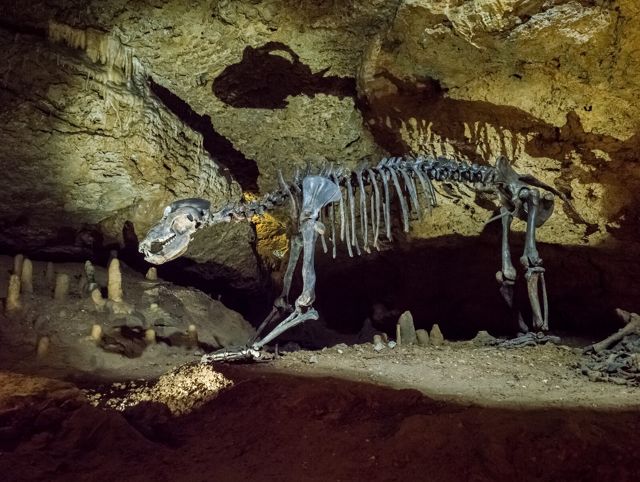 Skelett eines Höhlenbären in der Teufelshöhle Pottenstein