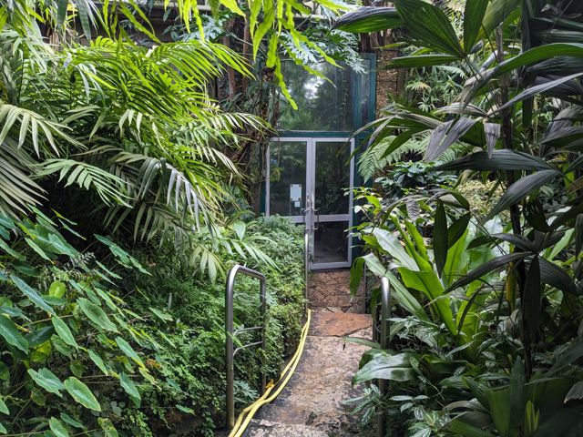 Nebelwald-Gewächshaus im Botanischen Garten Erlangen mit dichter tropischer Bepflanzung