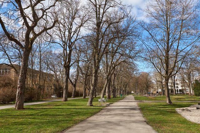 Baumallee und Spazierweg im Kurpark Bad Windsheim