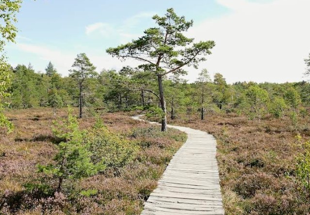 Schwarzes Moor, Rhön