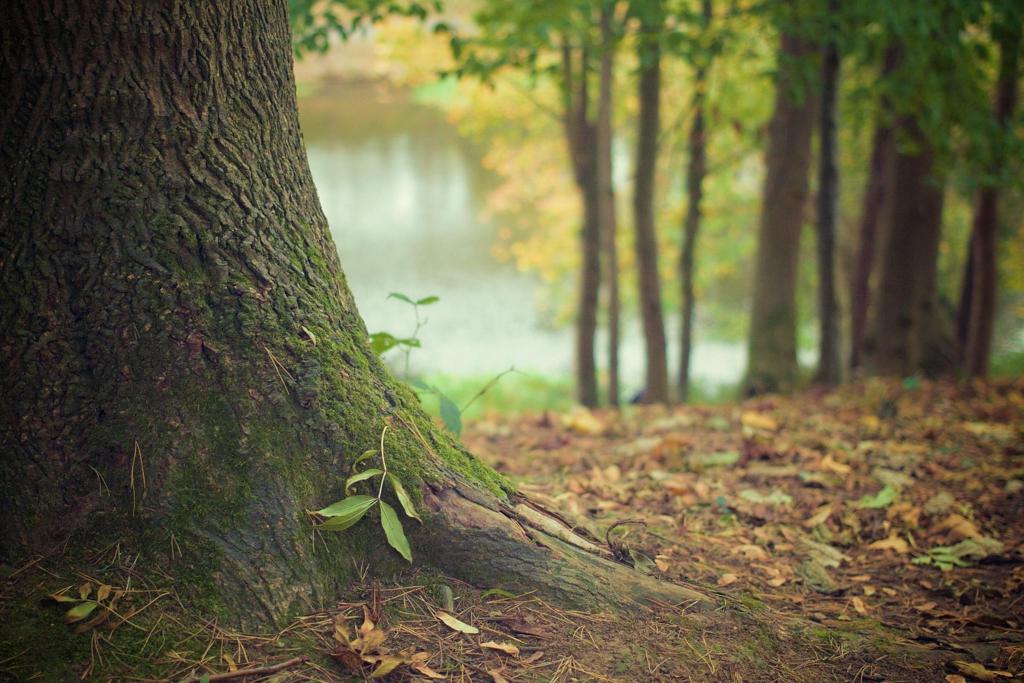 Waldbaden in Franken – Sonnenstrahlen brechen durch herbstliches Laubwerk im Steigerwald