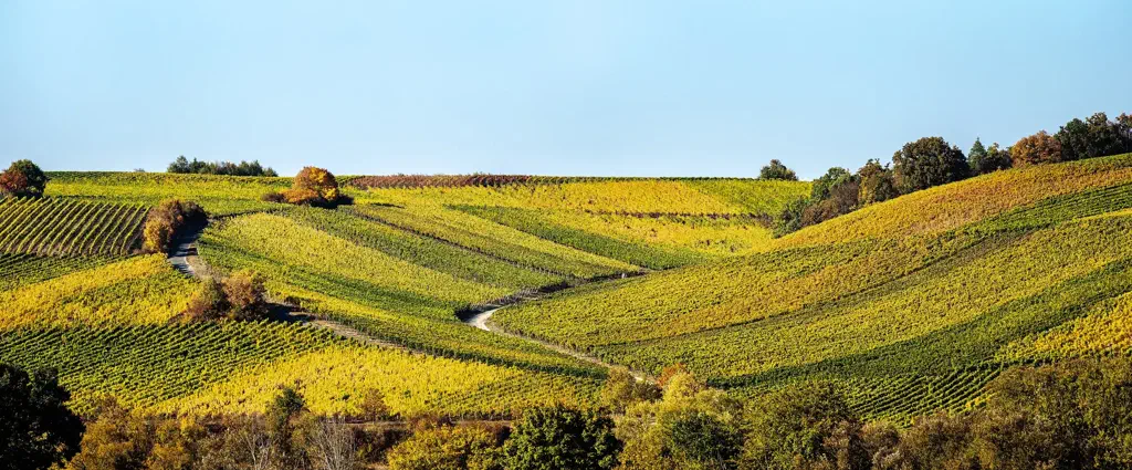 Ausflugsziele in Franken mit Main und herbstlichen Weinbergen an der Mainschleife