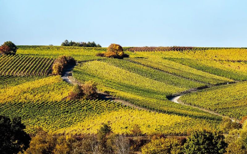 Ausflugsziele in Franken mit Main und herbstlichen Weinbergen an der Mainschleife