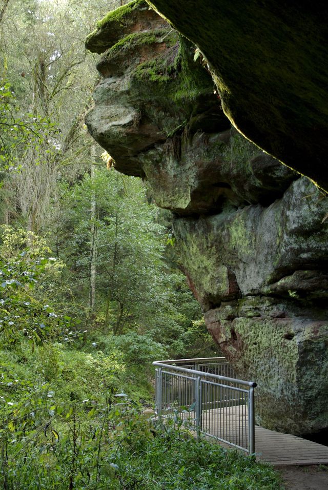 Steg unter einem moosbewachsenen Sandsteinüberhang in der Schwarzachklamm