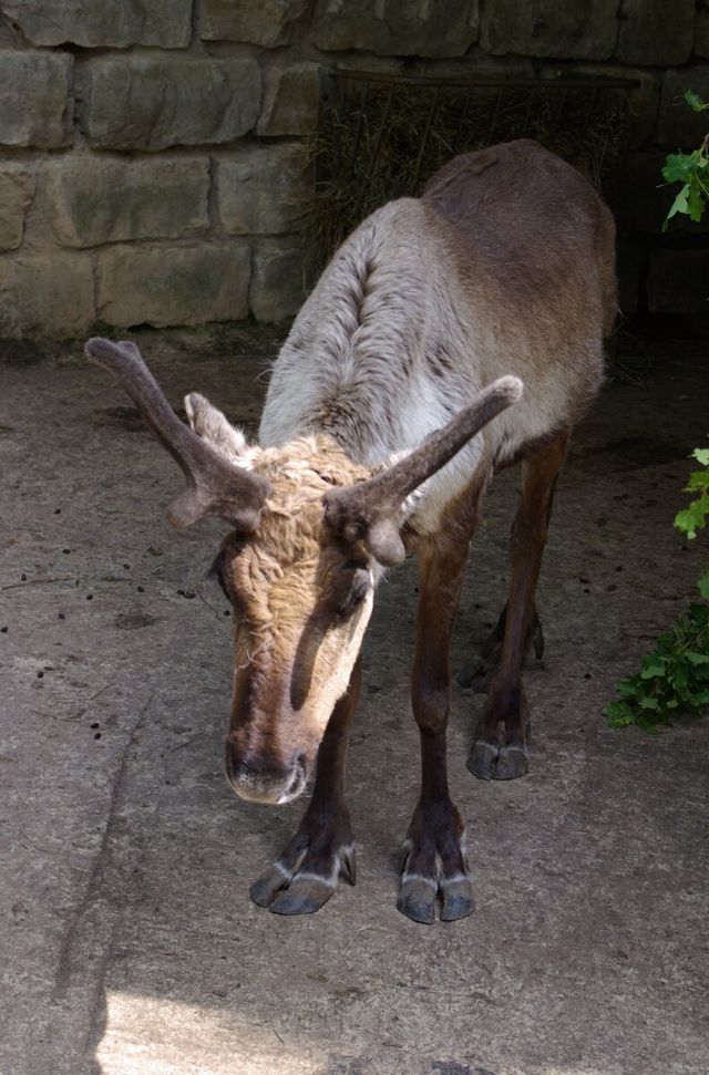 Rentier im Wildpark Hundshaupten in der Fränkischen Schweiz