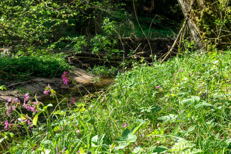 Schmaler Wanderweg zwischen Sandsteinfelsen in der Schwarzachklamm