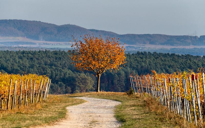 Herbst in Franken mit bunten Weinbergen bei Volkach und Blick zum Steigerwald