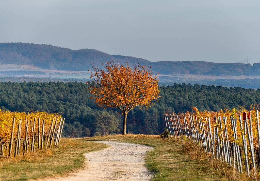Herbst in Franken mit bunten Weinbergen bei Volkach und Blick zum Steigerwald
